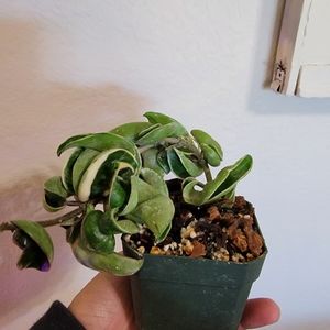 Hindu Rope Hoya 2 inch pot